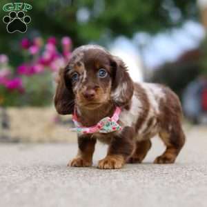 Pixel, Dachshund Puppy